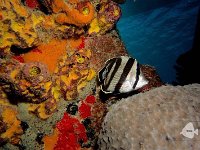 Banded Butterflyfish 1